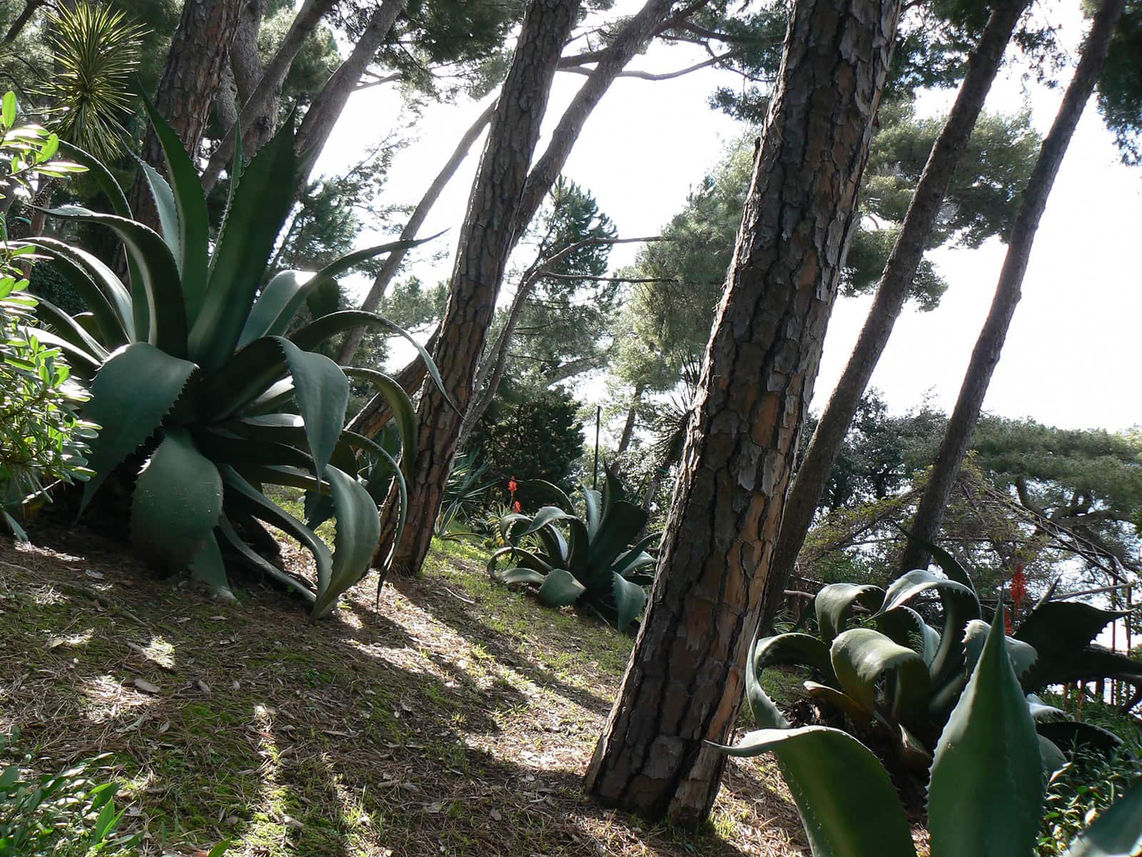 Bogliasco Garden